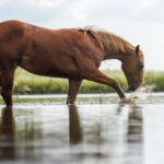 De oorzaak van artrose bij paarden